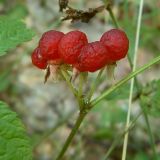 Rubus saxatilis. Зрелые плоды. Чувашия, окр. г. Шумерля, Кумашкинский заказник, Соколова поляна. 13 августа 2007 г.