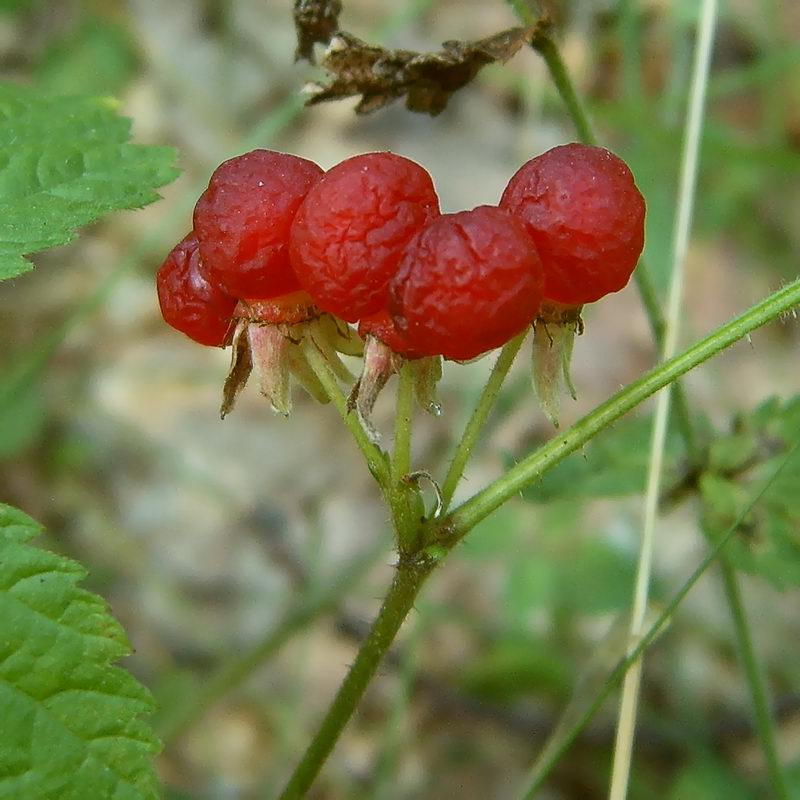 Image of Rubus saxatilis specimen.