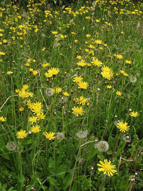 Изображение особи Hieracium sylvularum.