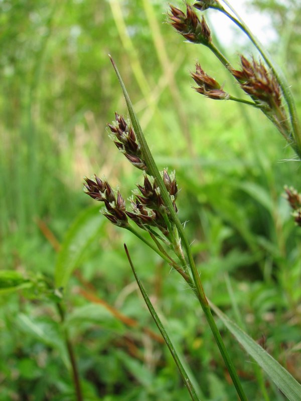 Image of Luzula multiflora specimen.