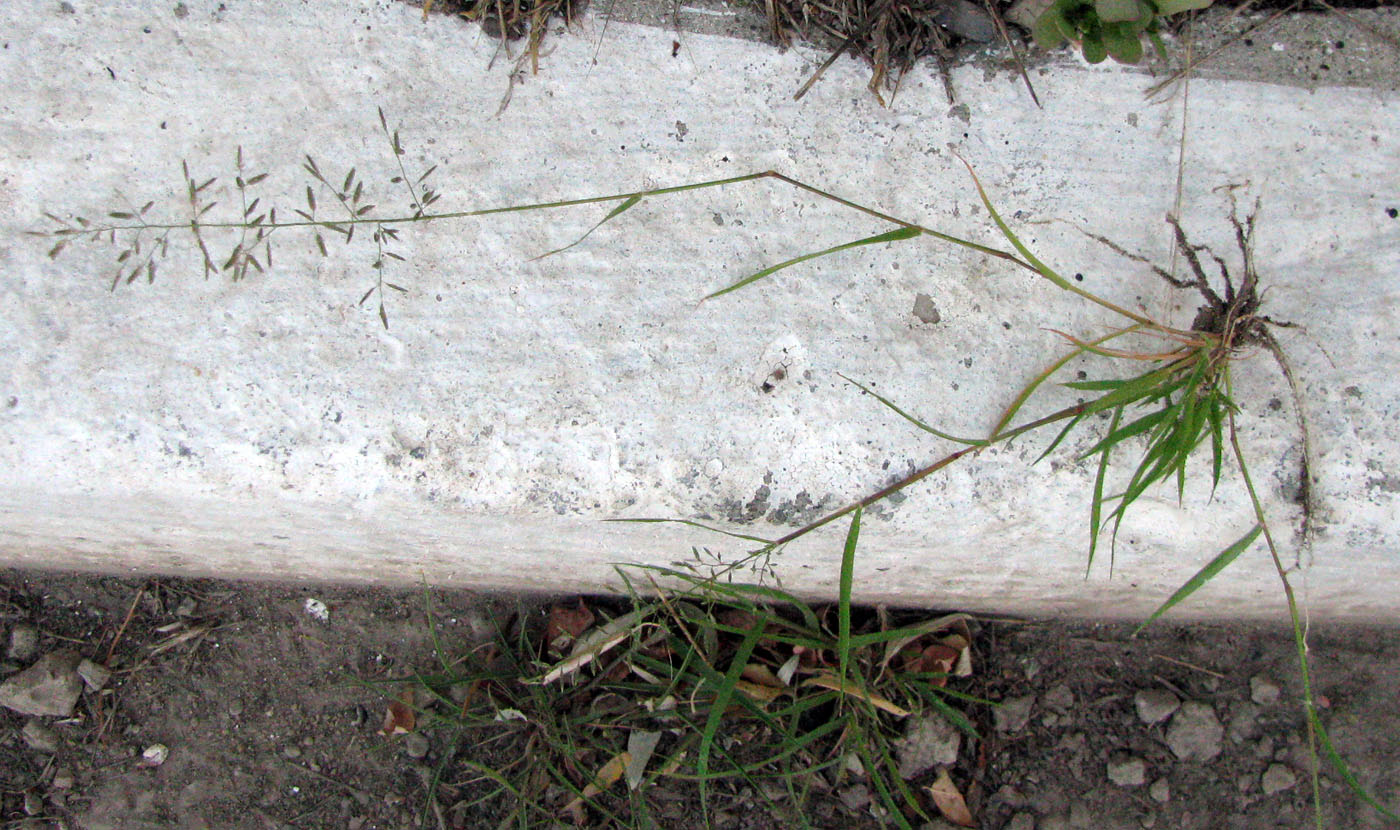 Image of Eragrostis minor specimen.