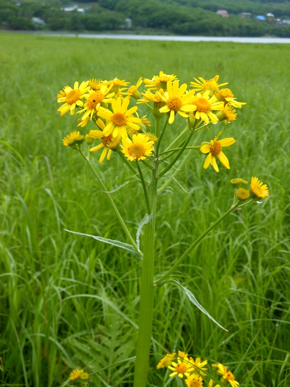 Изображение особи Tephroseris subdentata.