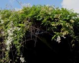 Fallopia aubertii