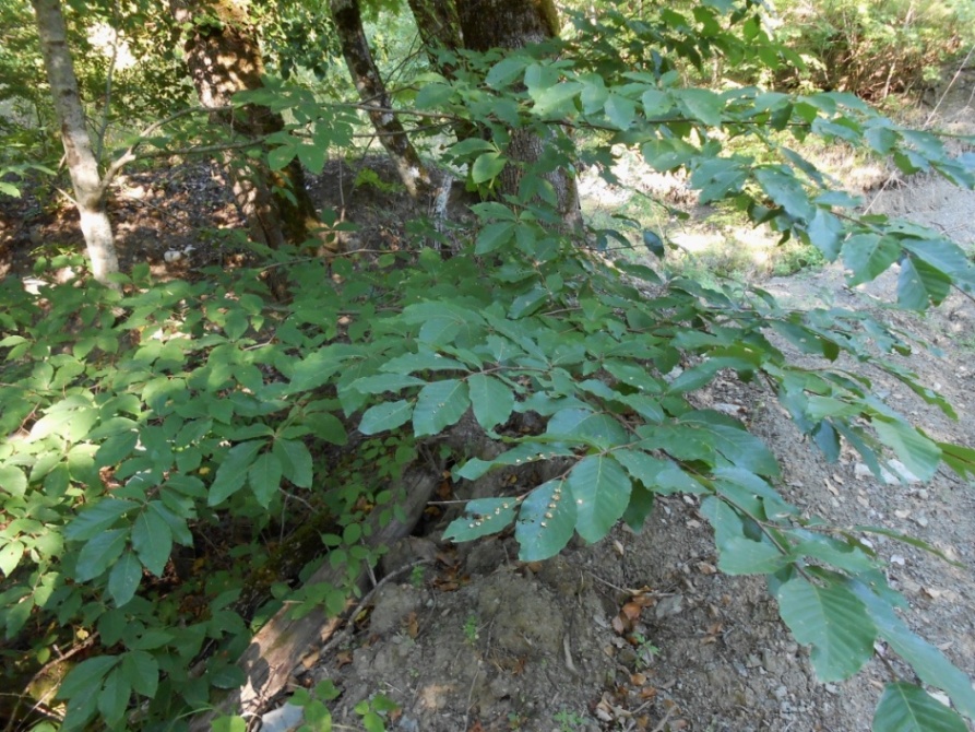 Image of Fagus orientalis specimen.