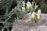 Astragalus macrotropis