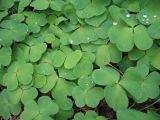 Oxalis acetosella