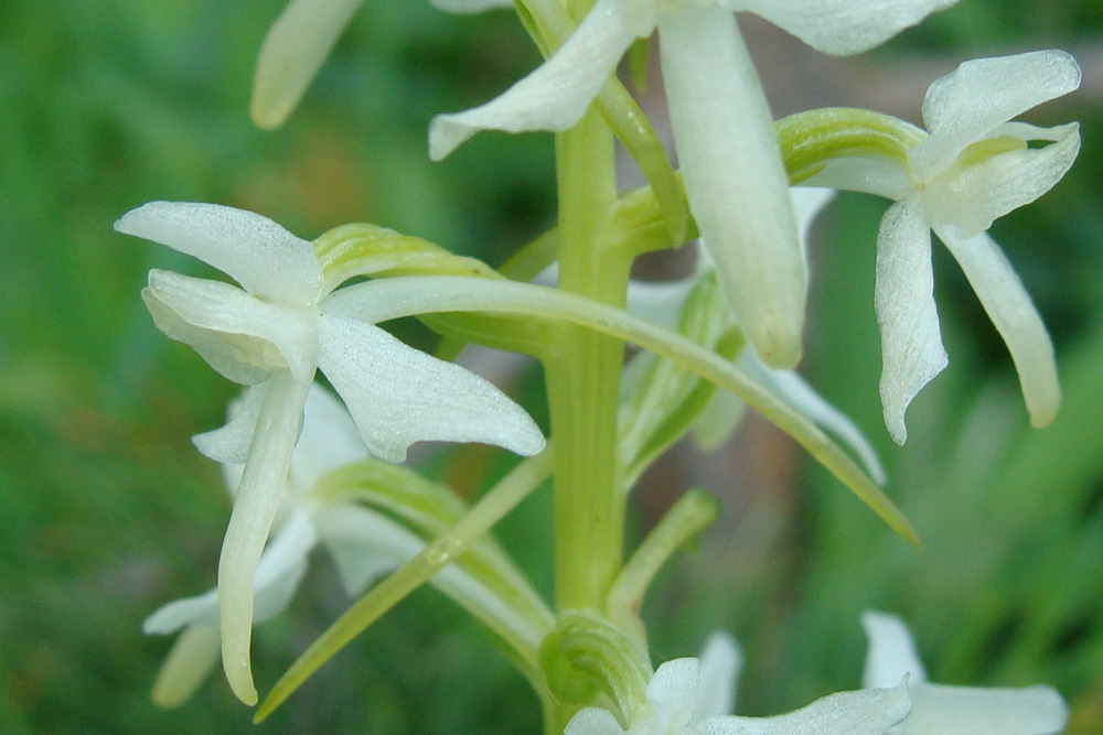 Изображение особи Platanthera bifolia.