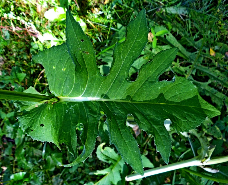 Image of Cirsium oleraceum specimen.