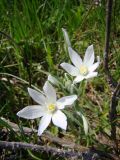 Ornithogalum navaschinii. Соцветие с цветками и бутонами. Краснодарский край, Кущёвский р-н, станица Шкуринская, пустыри. 19.04.2009.