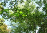 Pterocarya fraxinifolia