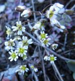 Erophila verna