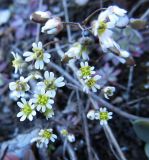 Erophila verna. Цветки и плоды. Карелия, Ладожское озеро, о. Валаам. 13-05-2012.