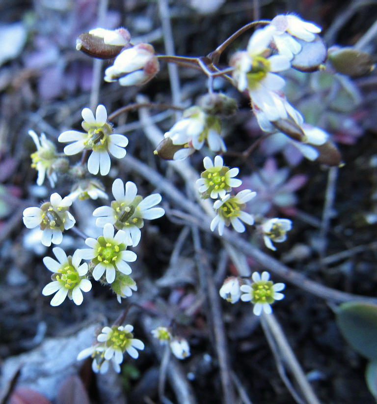 Изображение особи Erophila verna.