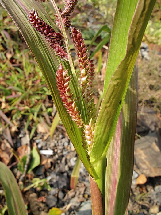 Изображение особи Echinochloa crus-galli.