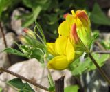 Lotus corniculatus