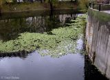 Pistia stratiotes