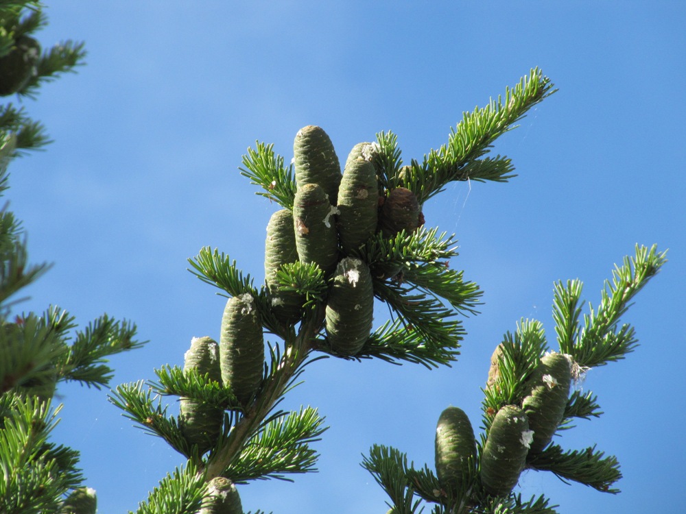 Изображение особи Abies sibirica.