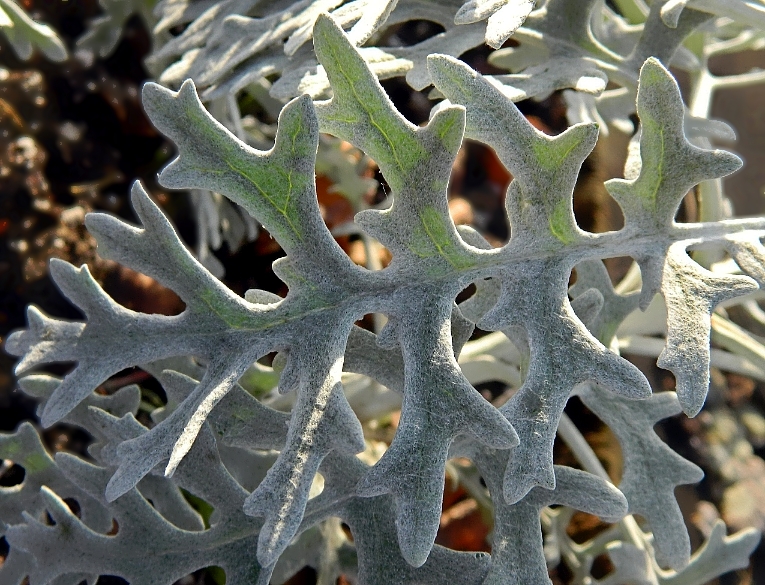 Изображение особи Senecio cineraria.