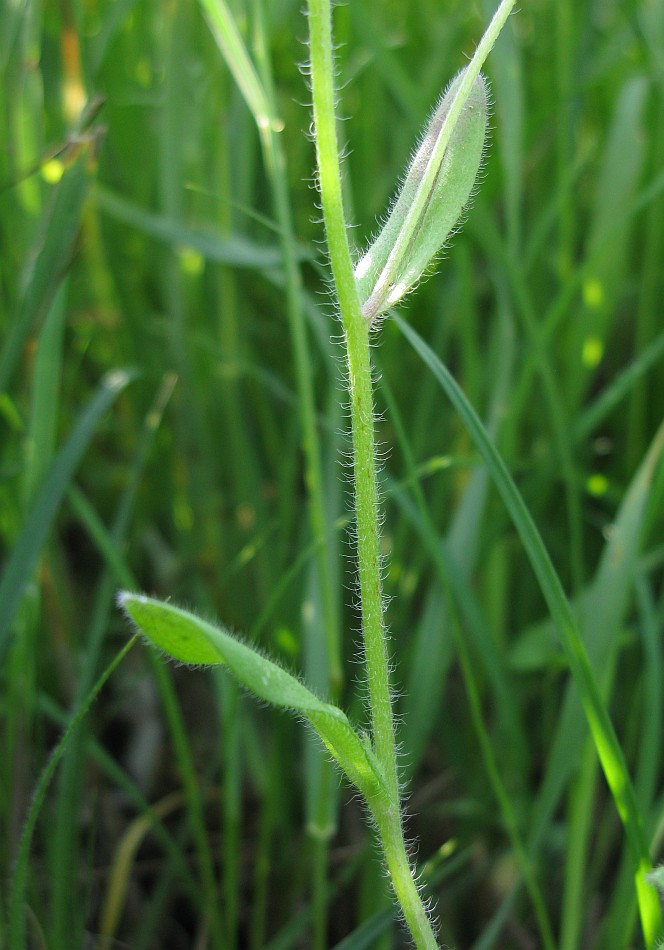 Image of Myosotis arvensis specimen.