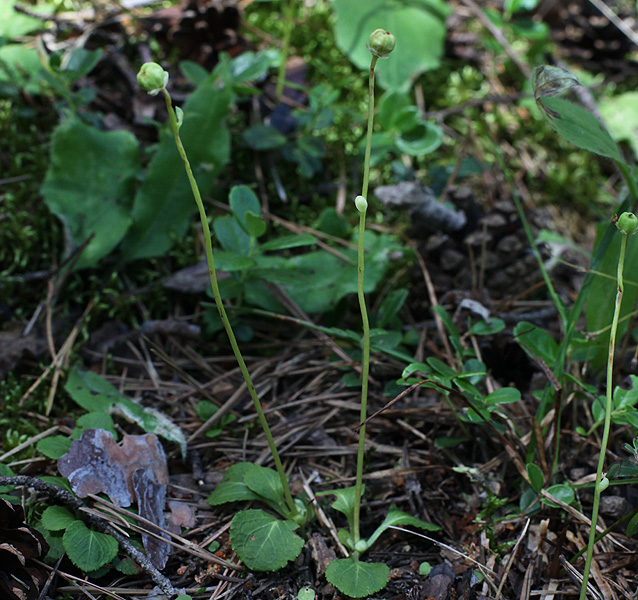 Image of Moneses uniflora specimen.