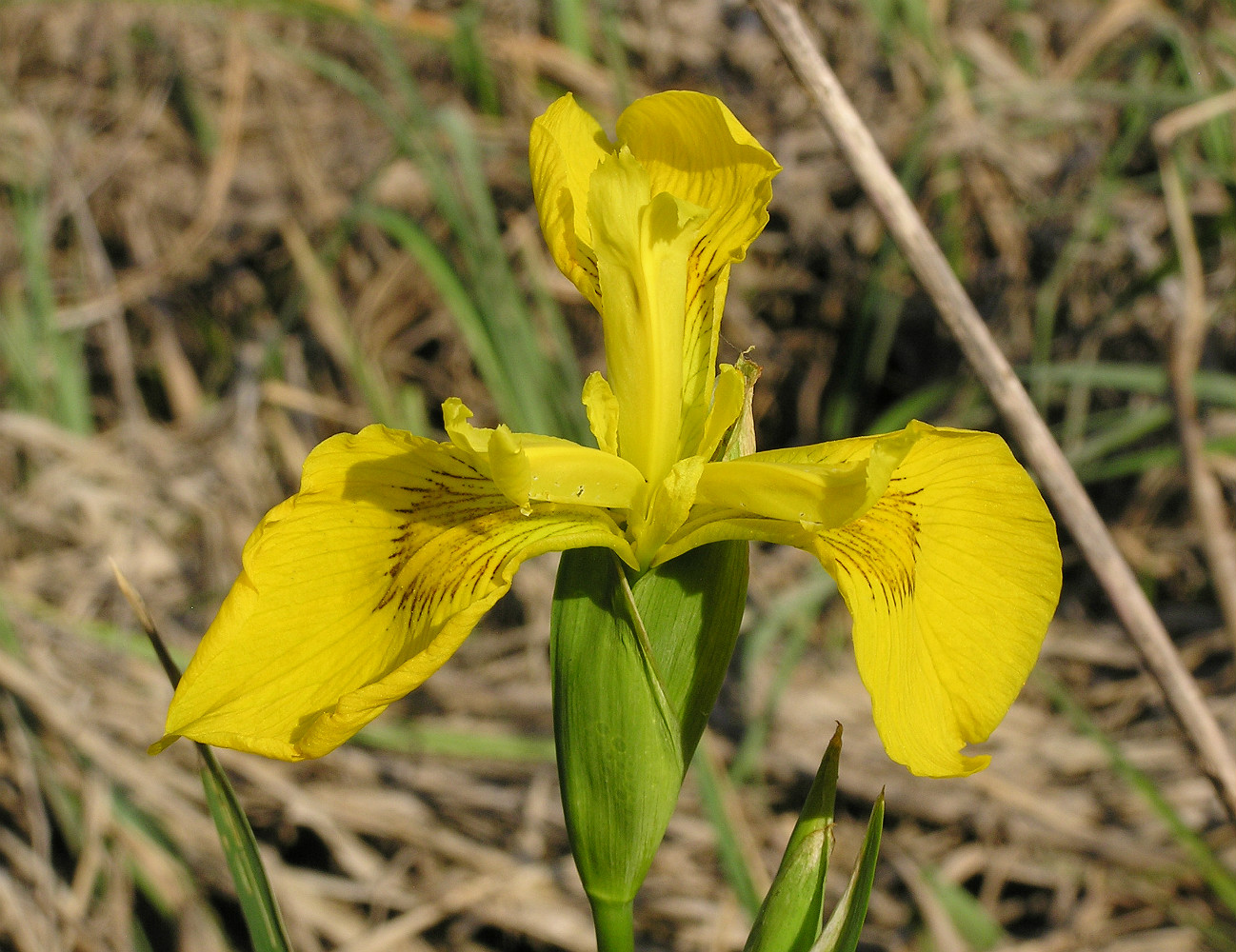 Изображение особи Iris pseudacorus.