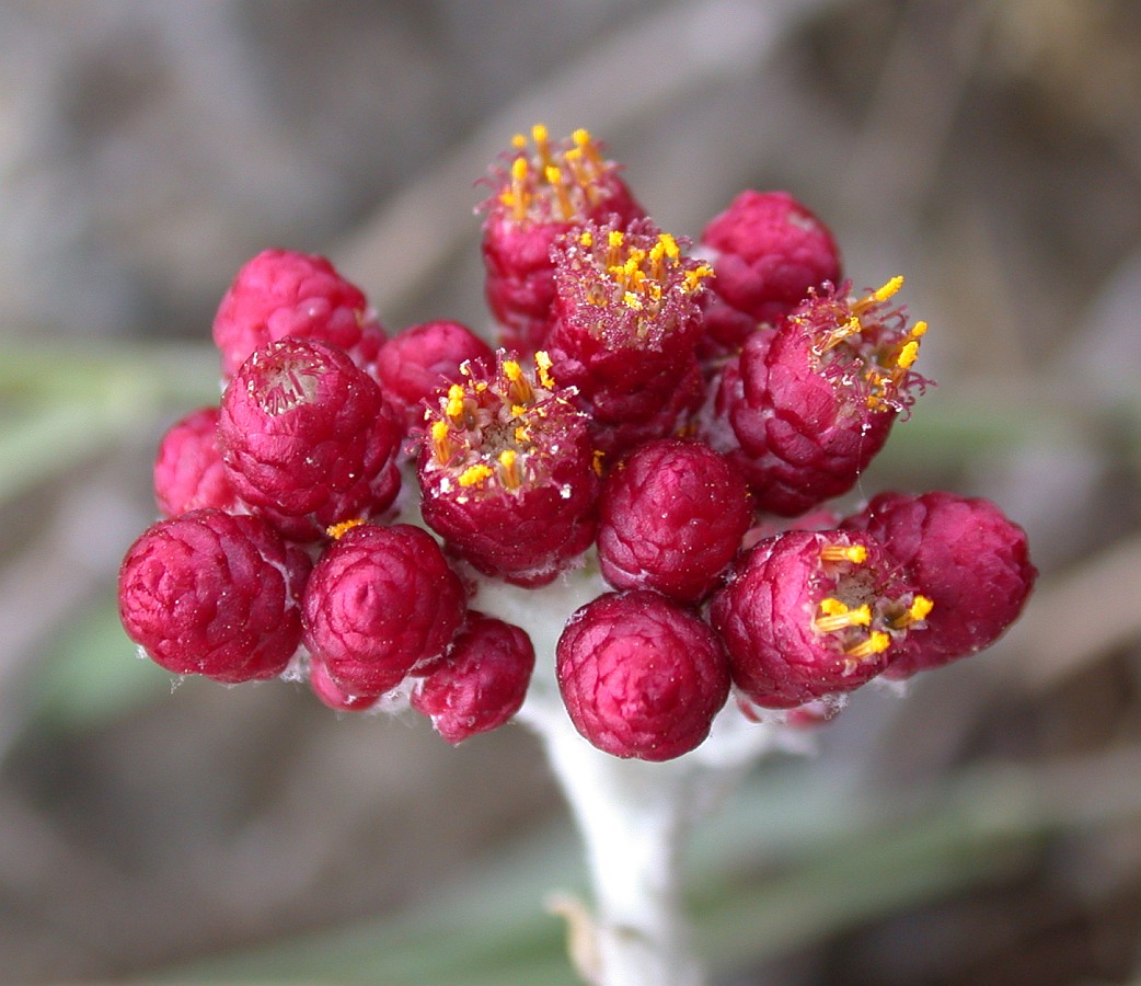 Image of Helichrysum sanguineum specimen.