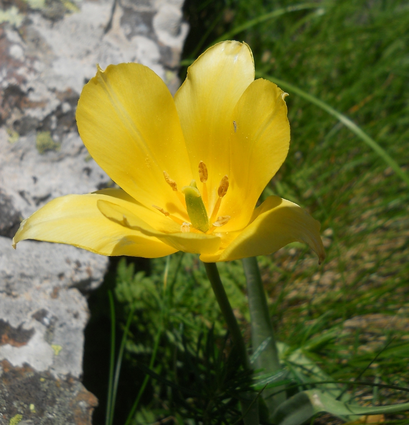 Изображение особи Tulipa confusa.