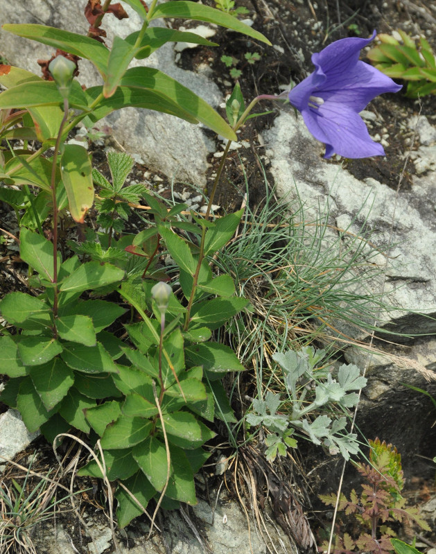 Image of Platycodon grandiflorus specimen.