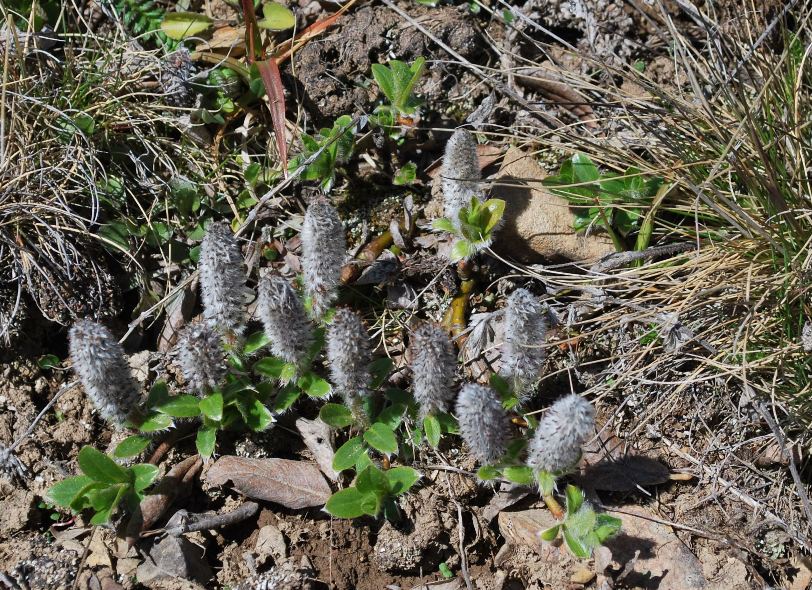 Image of Salix arctica specimen.