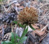 Aster alpinus. Соплодие (соцветие?). Иркутская обл., оз. Байкал, о. Ольхон, окр. пос. Хужир, сосновый лес. 24.07.2012.