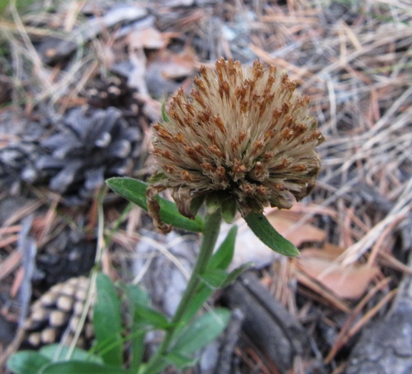 Изображение особи Aster alpinus.