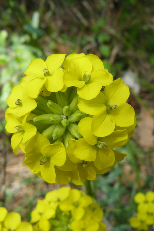 Image of Erysimum cuspidatum specimen.