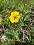 Potentilla erecta. Верхушка цветущего растения (цветок с аномальным количеством лепестков). Ленинградская обл., Ломоносовский р-н, долина р. Шингарка, влажный луг. 05.06.2011.