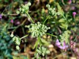 Eremodaucus lehmannii