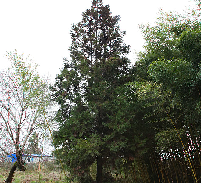 Image of Cryptomeria japonica specimen.