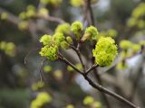 genus Acer. Верхушка ветви с соцветиями. Южный берег Крыма, Никитский ботанический сад. 1 апреля 2013 г.