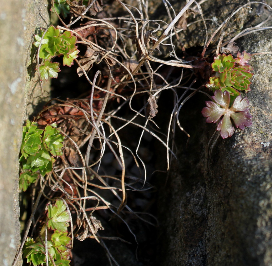 Image of Geranium dalmaticum specimen.