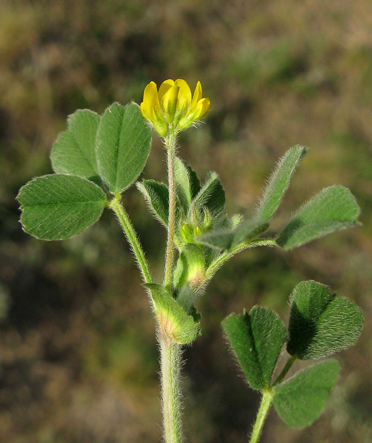 Image of Medicago minima specimen.