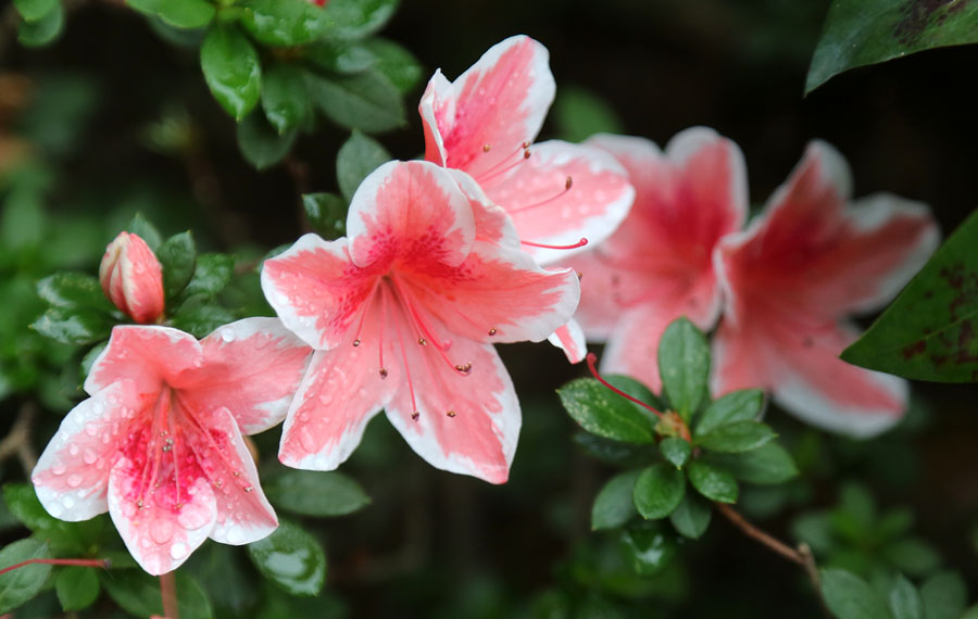 Image of Rhododendron simsii specimen.