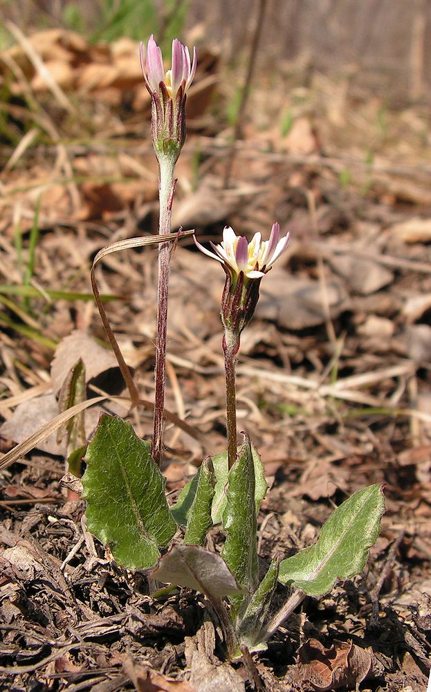 Image of Leibnitzia anandria specimen.