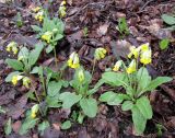 Primula macrocalyx. Цветущие растения. Ставропольский край, г. Кисловодск, Курортный парк верхний, лес в долине горного ручья. 11.04.2013.