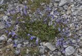 Veronica subspecies teucrioides