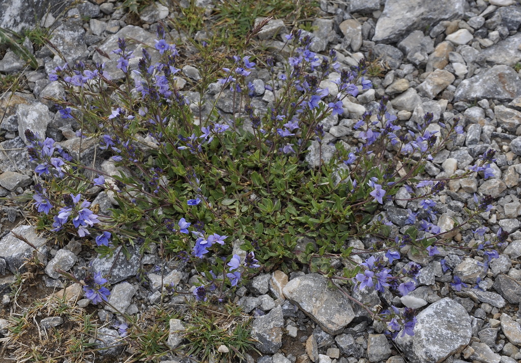 Image of Veronica orsiniana ssp. teucrioides specimen.