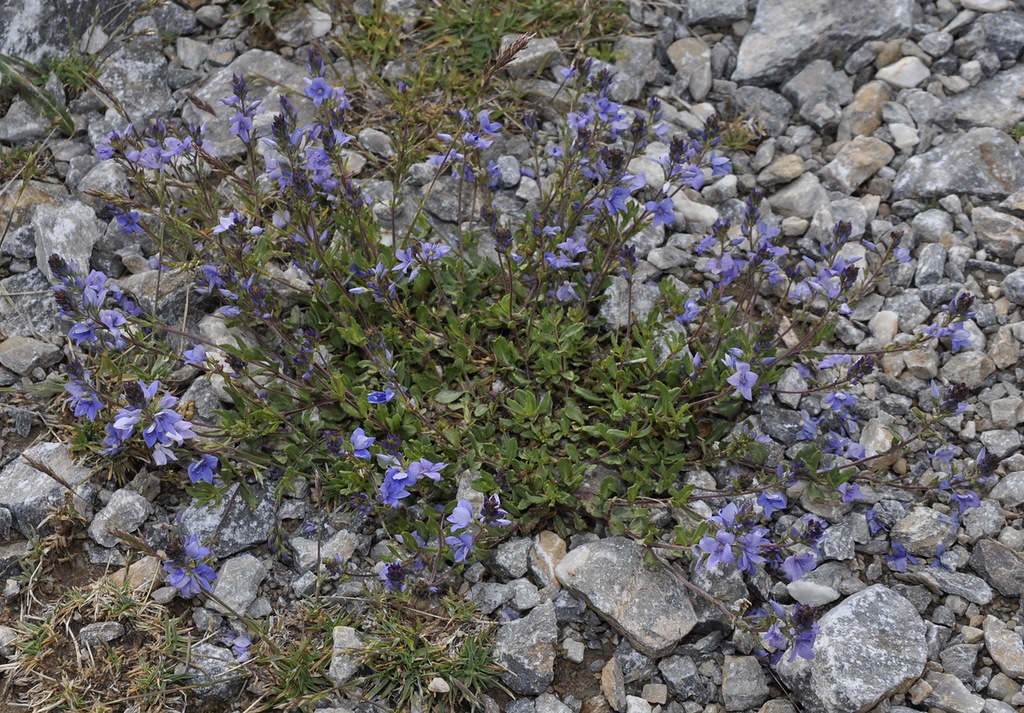 Изображение особи Veronica orsiniana ssp. teucrioides.