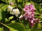 Weigela × wagneri