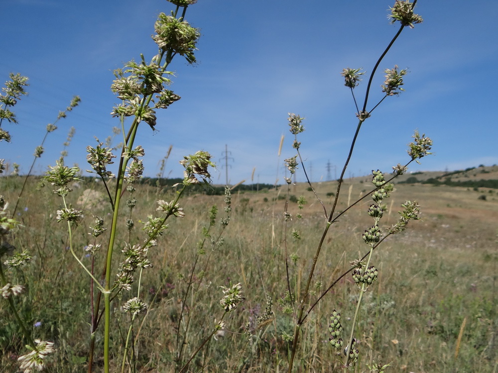 Image of Silene densiflora specimen.