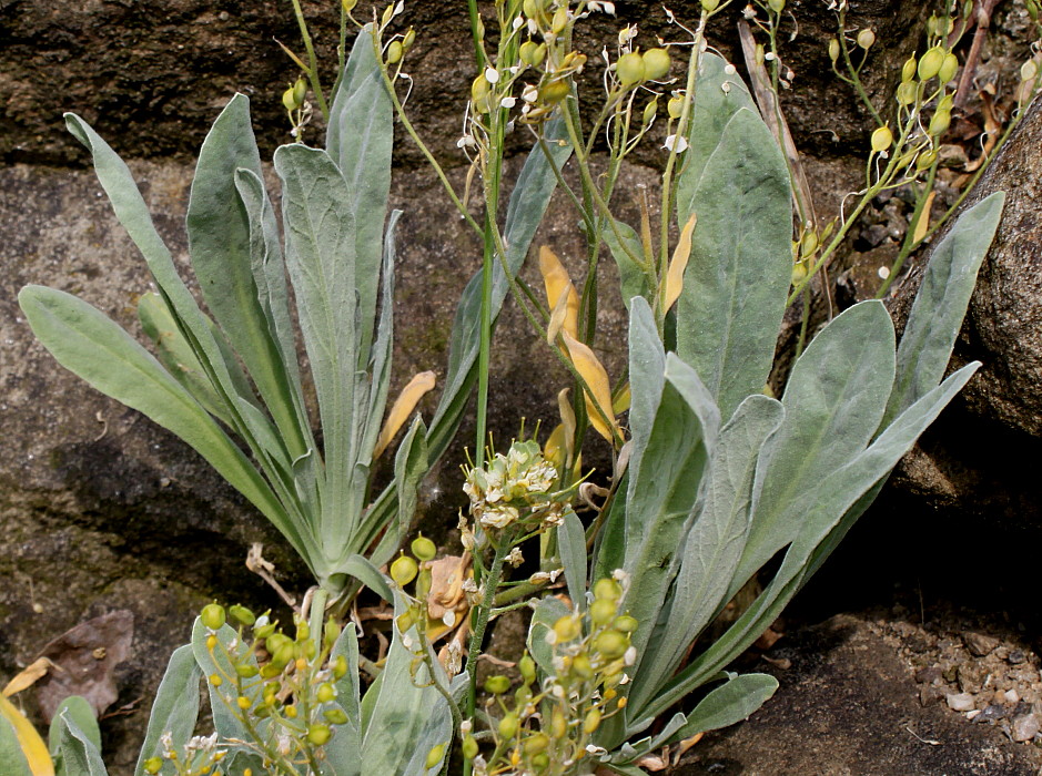 Image of Alyssum wulfenianum specimen.