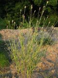 Xeranthemum cylindraceum. Верхушка цветущего растения. Краснодарский край, окр. г. Крымск. Берег реки Адагум, рекультивированный после наводнения 2012 г. 16.07.2013.