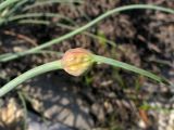 Allium psebaicum