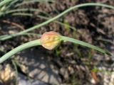 Allium psebaicum. Верхушка побега с нераскрывшимся соцветием. Краснодарский край, Новороссийск, м. Шесхарис, прибрежный склон Маркотхского хребта, можжевеловое редколесье, выс. 536 м н.у.м. 21.07.2013.